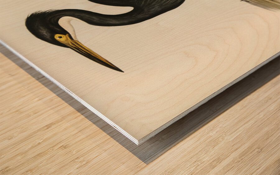 Sombre Egret Herodias pannosus illustrated by Elizabeth Gould 1804–1841 for John Gould’s 1804-1881 Birds of Australia  Wood print