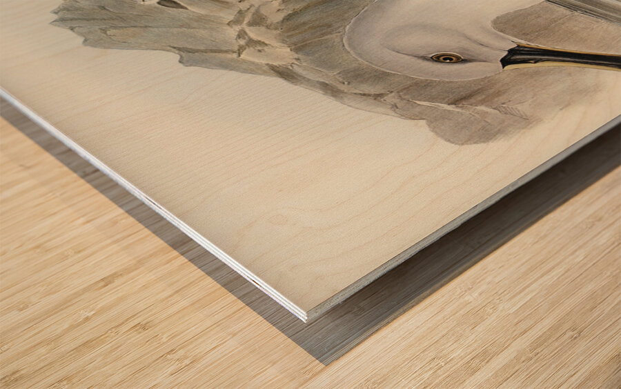 Culminated Albatros Diomedea culminata illustrated by Elizabeth Gould 1804–1841 for John Gould’s 1804-1881 Birds of Australia  Wood print