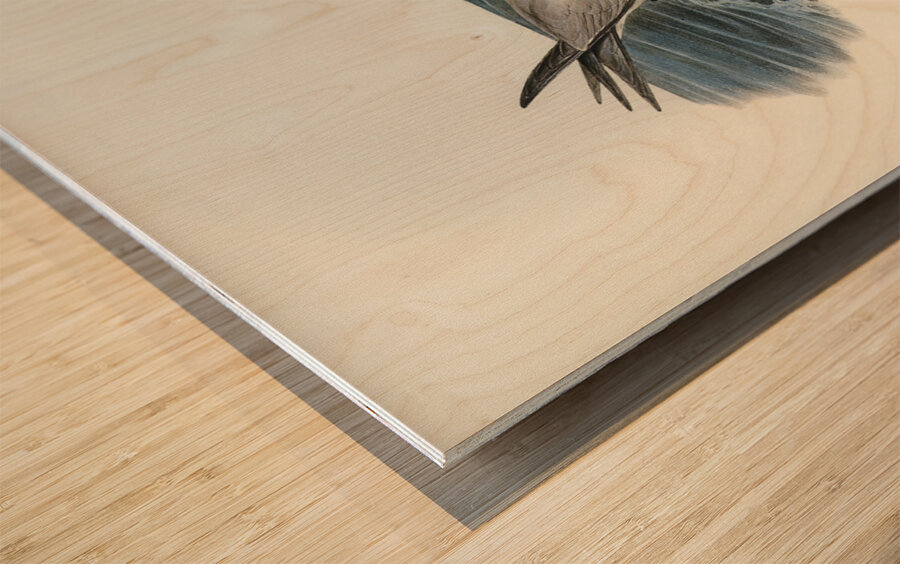 Grey Noddy Anous cinereus illustrated by Elizabeth Gould 1804–1841 for John Gould’s 1804-1881 Birds of Australia  Wood print