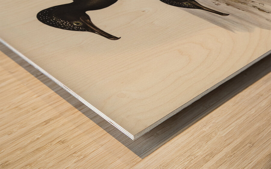 Groove-billed Cormorant Phalacrocorax sulcirostris illustrated by Elizabeth Gould 1804–1841 for John Gould’s 1804-1881 Birds of Australia  Wood print