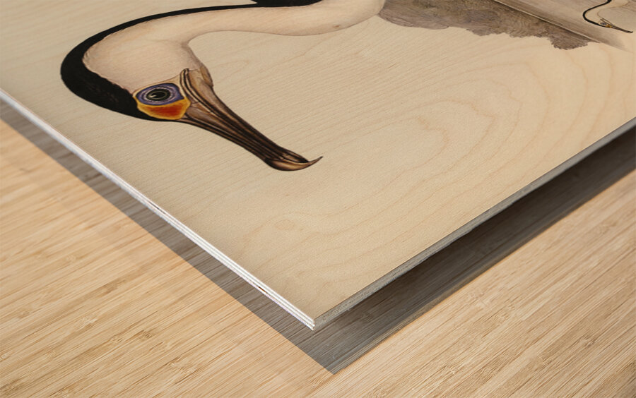 Pied Cormorant Phalacrocorax hypoleucus illustrated by Elizabeth Gould 1804–1841 for John Gould’s 1804-1881 Birds of Australia  Wood print