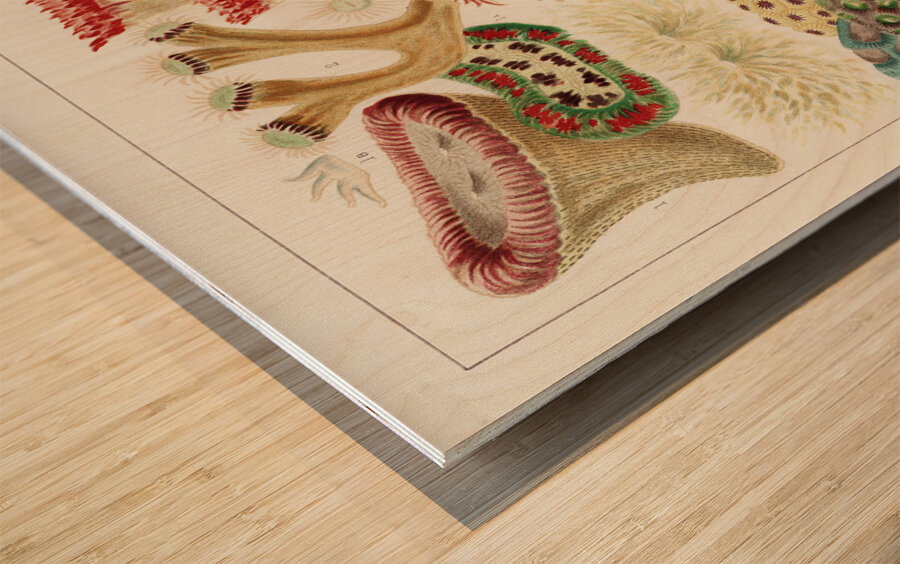 Great Barrier Reef Corals from The Great Barrier Reef of Australia 1893 by William Saville-Kent 1845-1908. Fig 1: Trachyphyllia amaraniusFig 2 : Caulastroea DistortaFig 3 : Mussa CorymbosaFig 4 : Mussa MultilobataFig 5 : PrionastroeaFig 6 : Favia Bo Wood print