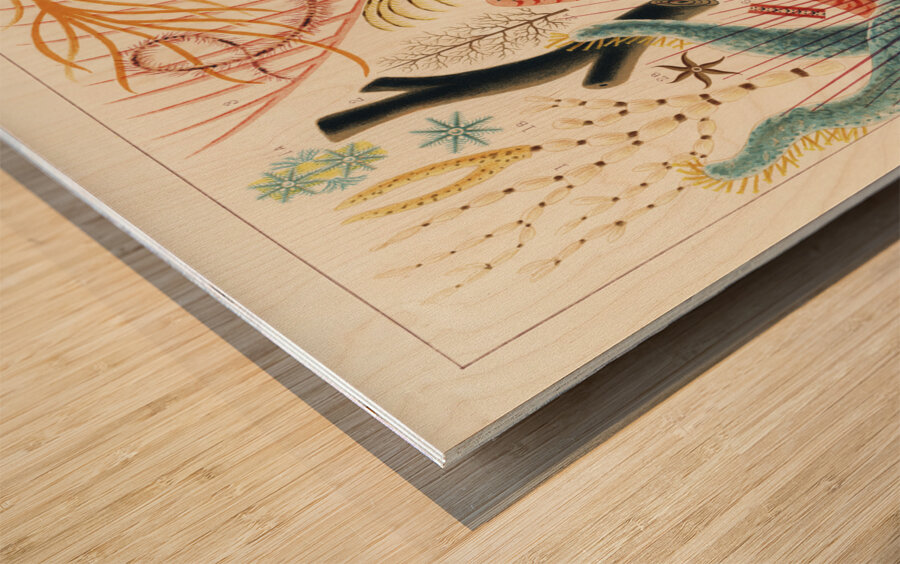 Great Barrier Reef Echinoderms from The Great Barrier Reef of Australia 1893 by William Saville-Kent 1845-1908. Fig 1: Isis HippurisFig 2: Queensland black coral Antipathes abiesFig 3: Ctenocella PectinataFig 4: Gorgonia AustraliensisFig 5: Melitodes Wood print