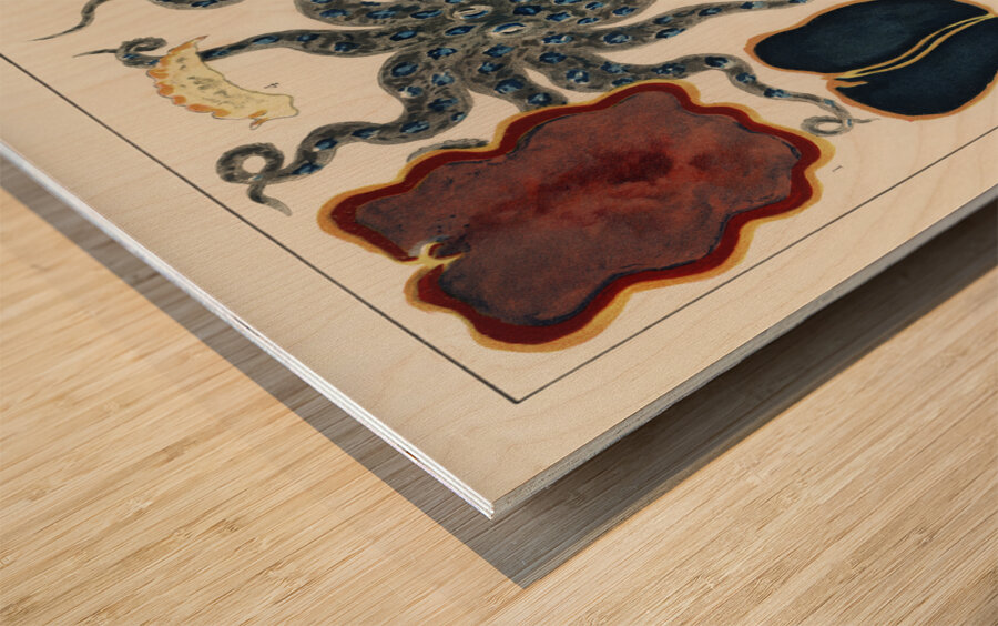 Barrier Reef Molluscs and Planarians from The Great Barrier Reef of Australia 1893 by William Saville-Kent 1845-1908. Fig 1: Flat worm Pseudoceros KentiiFig 2: Planarian Pseudoceros DimidiatusFig 3: Blue spotted Octopus Octopus PictusFig 4: Sea-hare A Wood print