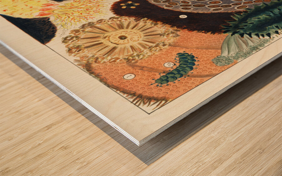 Barrier Reef Trepang or Bêche-de-Mer from The Great Barrier Reef of Australia 1893 by William Saville-Kent 1845-1908. Fig 1-2: Red fish Actinopyga obesaFig 3: Green Prickly-fish Stichopus ChloronotusFig 4: Colochirus AncepsFig 5: Holothurisa ColuberF Wood print