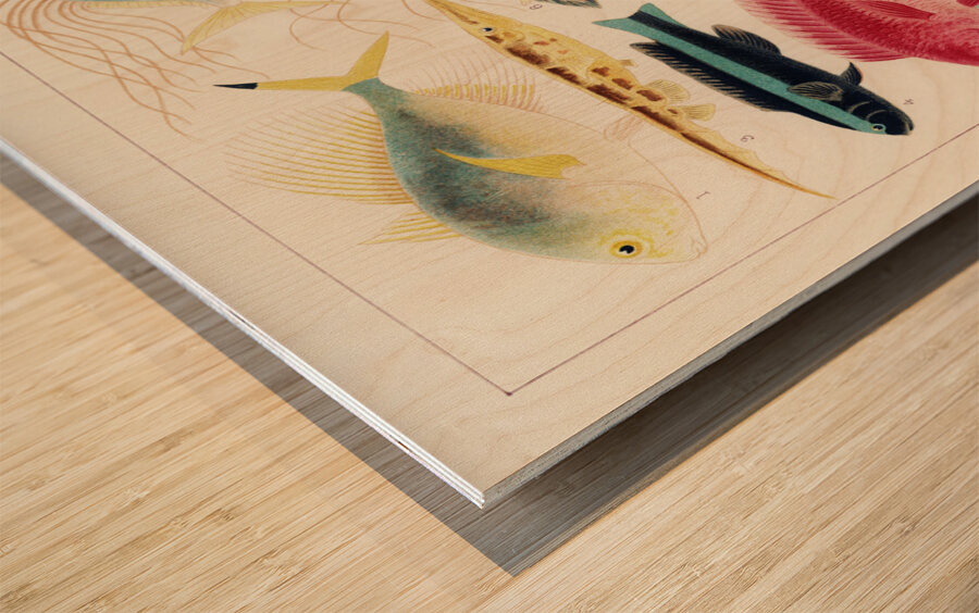 Great Barrier Reef Fishes from The Great Barrier Reef of Australia 1893 by William Saville-Kent 1845-1908. Fig 1: Fringe-finned Trevally Caranx ridiatus MacLeayFig 2: Dismond Trvally Caranx Gallus LinFig 3: Needle fish amphisile scuataFig 4: Blue band Wood print