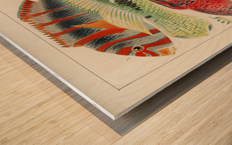 Great Barrier Reef Fishes from The Great Barrier Reef of Australia 1893 by William Saville-Kent 1845-1908.  Fig 1: Orange banded parrot fish Xiphochilus Fasciatus Fig 2: Hodgkinson&39s parrot fish Choerops Hodgkinsonii Fig 3: Scarlet banded Parrot fish C Wood print