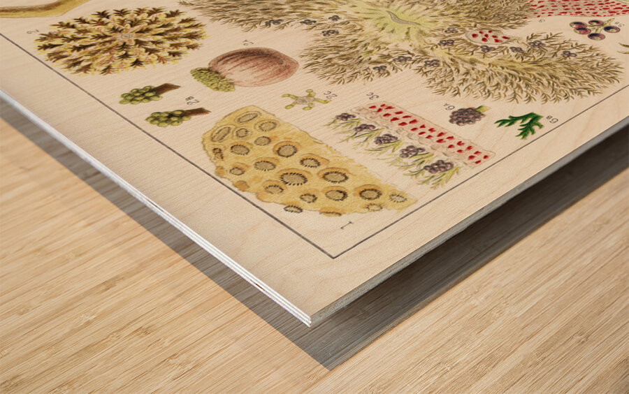 Great Barrier Reef Anemones from The Great Barrier Reef of Australia 1893 by William Saville-Kent 1845-1908. Fig 1 : Palythoa caesiaFig 2 : Rhodactis HowesiiFig 3 : Haterodactyla HemprichiiFig 4 : Acrozoanthus australioeFig 5 : phymanthus muscorumFi Wood print