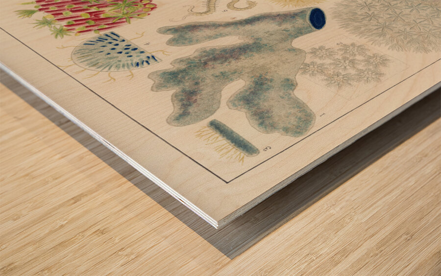 Barrier Reef Anemones from The Great Barrier Reef of Australia 1893 by William Saville-Kent 1845-1908.  Wood print