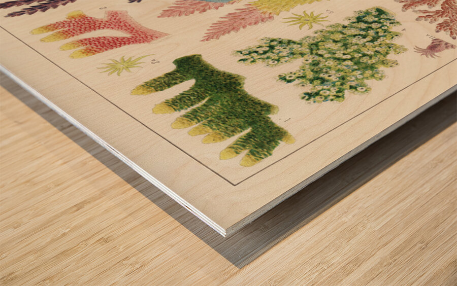 Great Barrier Reef Corals from The Great Barrier Reef of Australia 1893 by William Saville-Kent 1845-1908. Fig 1-2: Madrepora ProstrataFig 3: Madrepora KentiFig 4: Madrepora OrnataFig 5: Madrepora DecipiensFig 6: Mdrepora LaxaFig 7: Madrepora secund Wood print