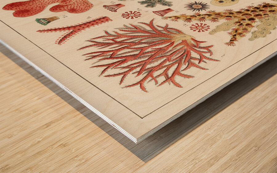 Great Barrier Reef Corals from The Great Barrier Reef of Australia 1893 by William Saville-Kent 1845-1908. Fig 1 : Seriatopora HystrixFig 2 : Stylopora PalmataFig 3 : Pcillpoora DamicornisFig 4 : Oculina FasciculataFig 5 : Echinopora horridaFig 6 :  Wood print