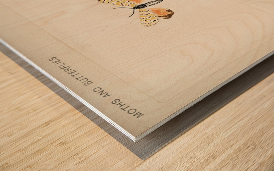 Bella Moth Utetheisia Bella from Moths and butterflies of the United States 1900 by Sherman F. Denton 1856-1937.  Wood print