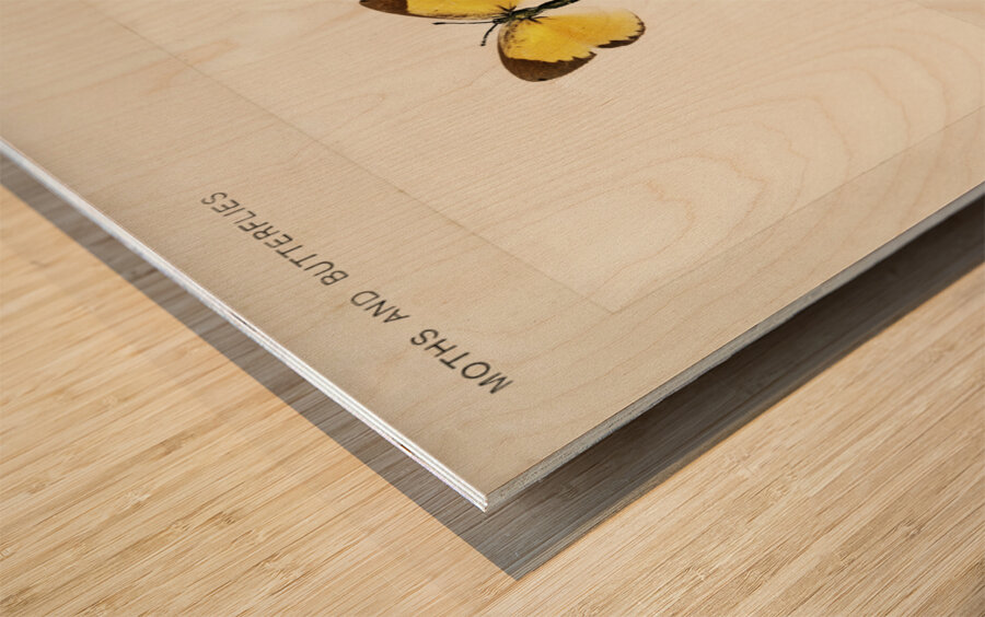 Little Sulphur Terias Lisa from Moths and butterflies of the United States 1900 by Sherman F. Denton 1856-1937.  Wood print