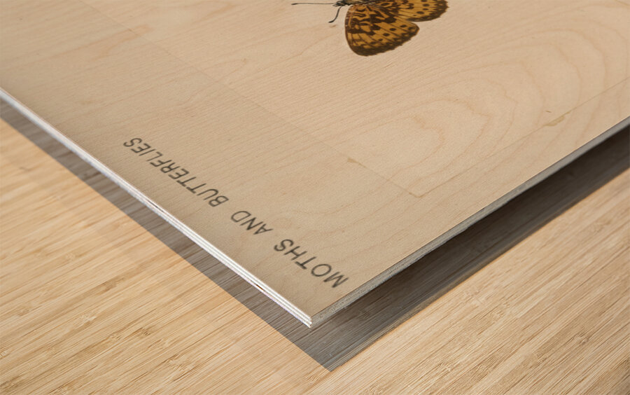 Silver-bordered Fritillary Argynnis Myrina from Moths and butterflies of the United States 1900 by Sherman F. Denton 1856-1937.  Wood print