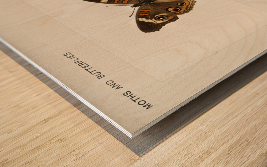 Buckeye Junonia Coenia from Moths and butterflies of the United States 1900 by Sherman F. Denton 1856-1937.  Wood print