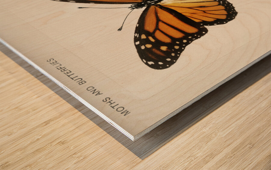 Monarch Butterfly Danais Archippus from Moths and butterflies of the United States 1900 by Sherman F. Denton 1856-1937.  Impression sur bois