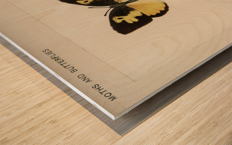 Southern Dogface Meganostoma Caesonia from Moths and butterflies of the United States 1900 by Sherman F. Denton 1856-1937.  Wood print