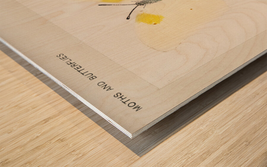 Aphrodite Fritillary Argynnis Aphrodite from Moths and butterflies of the United States 1900 by Sherman F. Denton 1856-1937.  Wood print