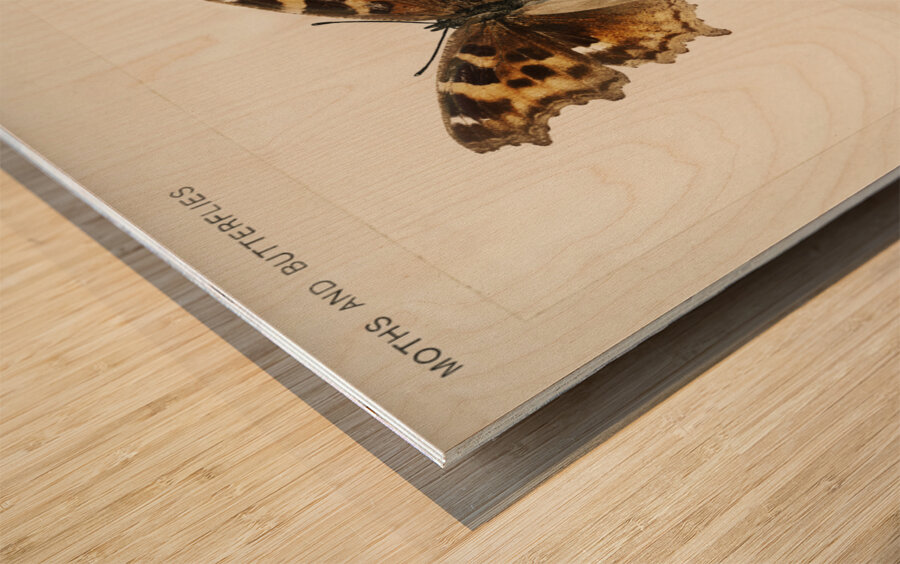 Compton Tortoiseshell Grapta J-Album from Moths and butterflies of the United States 1900 by Sherman F. Denton 1856-1937.  Wood print