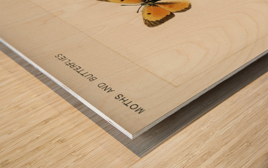 Orange Sulphur Colias Eurytheme from Moths and butterflies of the United States 1900 by Sherman F. Denton 1856-1937.  Wood print