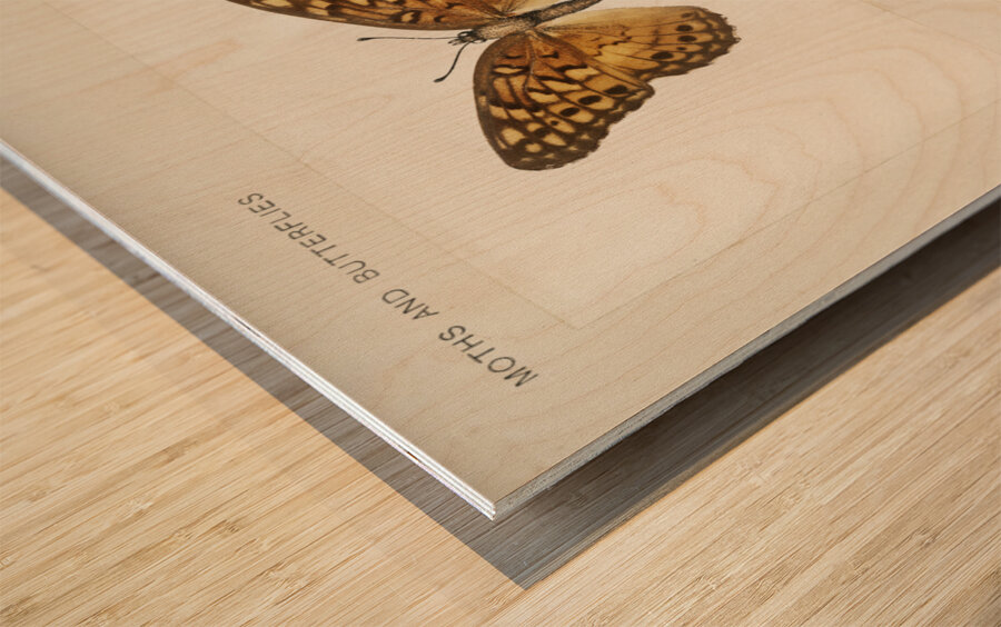 Variegated Fritillary Euptoieta Claudia from Moths and butterflies of the United States 1900 by Sherman F. Denton 1856-1937.  Wood print