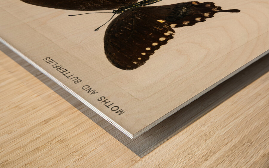 Spicebush Swallowtail Papilio Troilus from Moths and butterflies of the United States 1900 by Sherman F. Denton 1856-1937.  Wood print