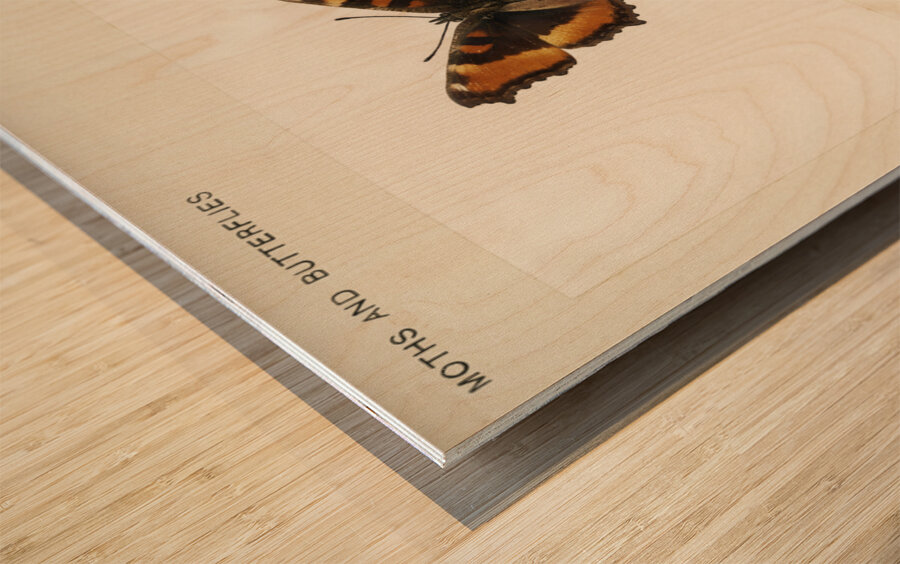 Fire-rim Tortoiseshell Vanessa Milberti from Moths and butterflies of the United States 1900 by Sherman F. Denton 1856-1937.  Wood print