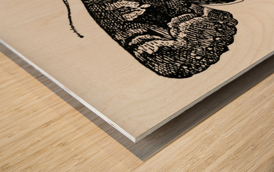 Epione Underwing Catocala epione from Moths and butterflies of the United States 1900 by Sherman F. Denton 1856-1937.  Wood print