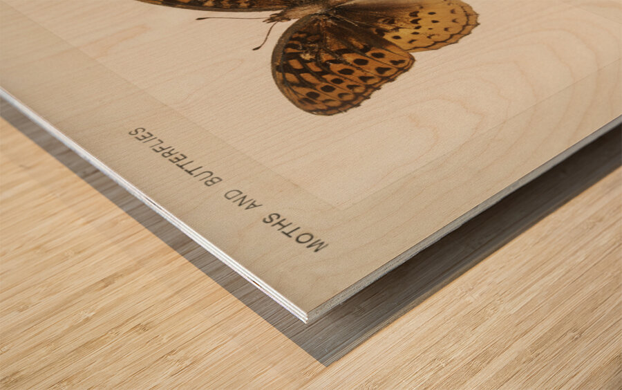 Great Spangled Fritillary Argynnis Cybele from Moths and butterflies of the United States 1900 by Sherman F. Denton 1856-1937.  Wood print