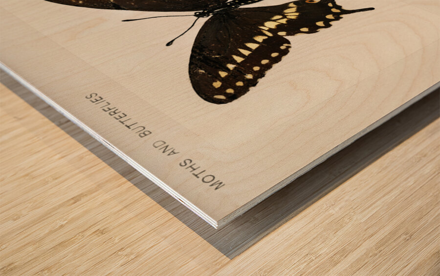 Black Swallowtail Papilio Asterias from Moths and butterflies of the United States 1900 by Sherman F. Denton 1856-1937.  Wood print