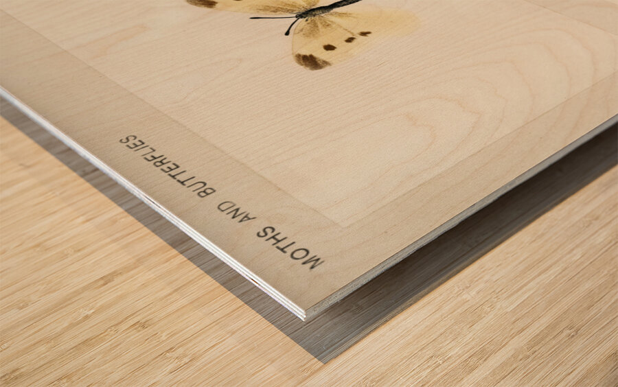 Small Cabbage White Pieris Rapae from Moths and butterflies of the United States 1900 by Sherman F. Denton 1856-1937.  Wood print