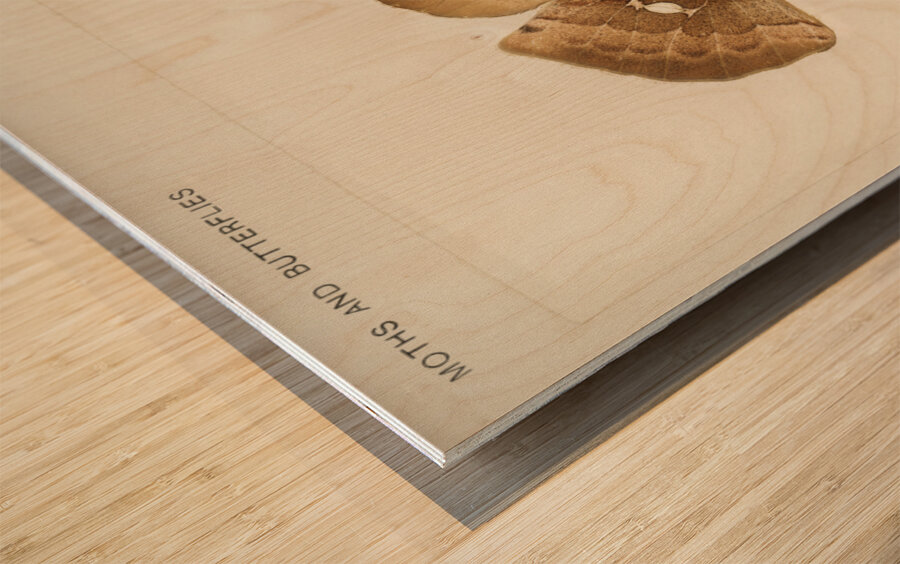 Polyphemus Moth Telea Polyphemus from Moths and Butterflies of the United States 1900 by Sherman F. Denton 1856-1937.  Wood print