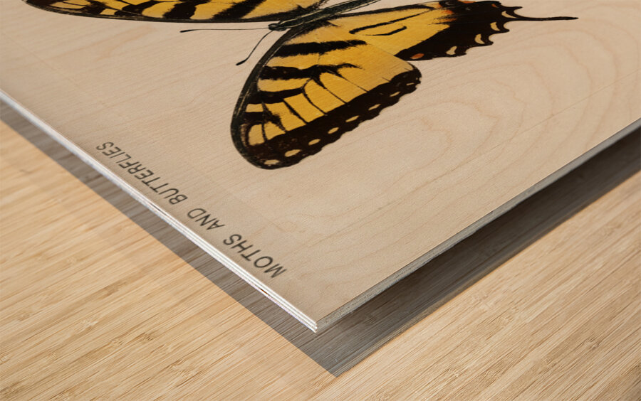 Eastern Tiger Swallowtail Papilio Turnus from Moths and butterflies of the United States 1900 by Sherman F. Denton 1856-1937.  Wood print