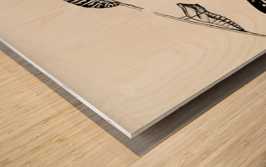 Metamorphosis of Papilio Butterfly from Moths and butterflies of the United States 1900 by Sherman F. Denton 1856-1937.  Wood print