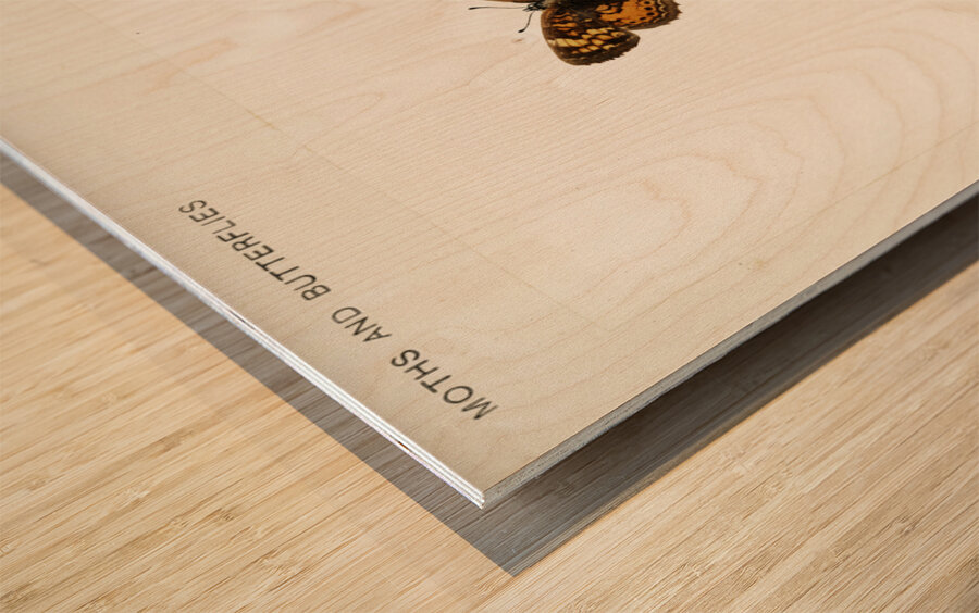 Pearl Crescent Phyciodes Tharos from Moths and butterflies of the United States 1900 by Sherman F. Denton 1856-1937.  Wood print