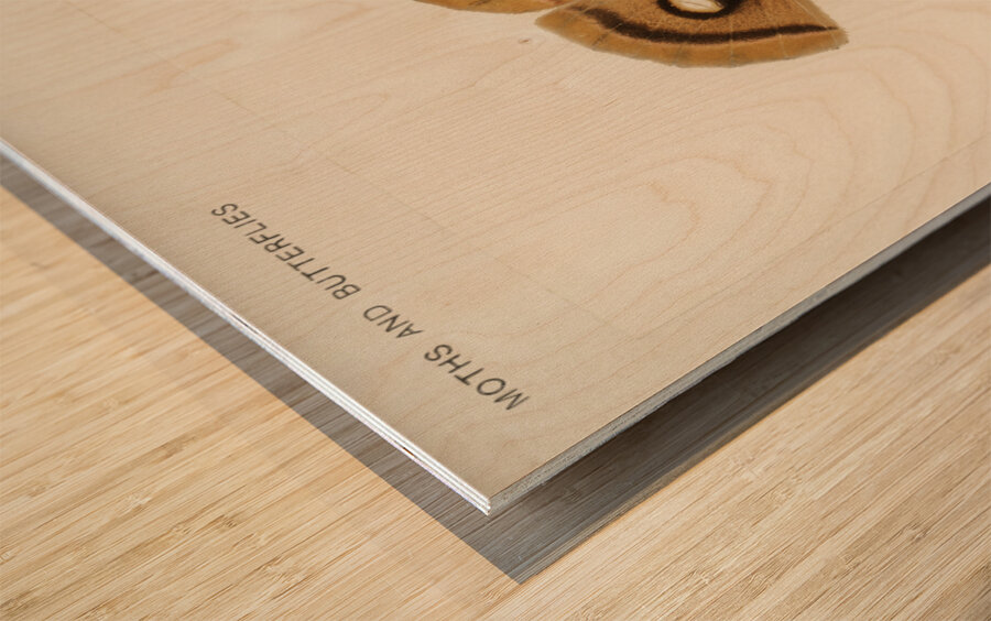 Polyphemus Moth Telea Polyphemus from Moths and Butterflies of the United States 1900 by Sherman F. Denton 1856-1937.  Wood print