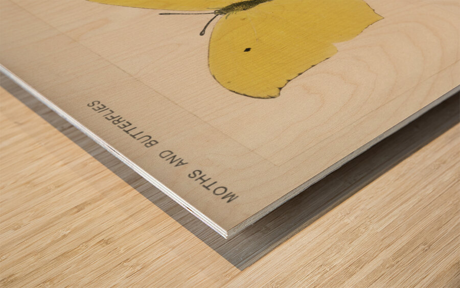 Angled Sulphur Gonepteryx Maerula from Moths and butterflies of the United States 1900 by Sherman F. Denton 1856-1937.  Wood print