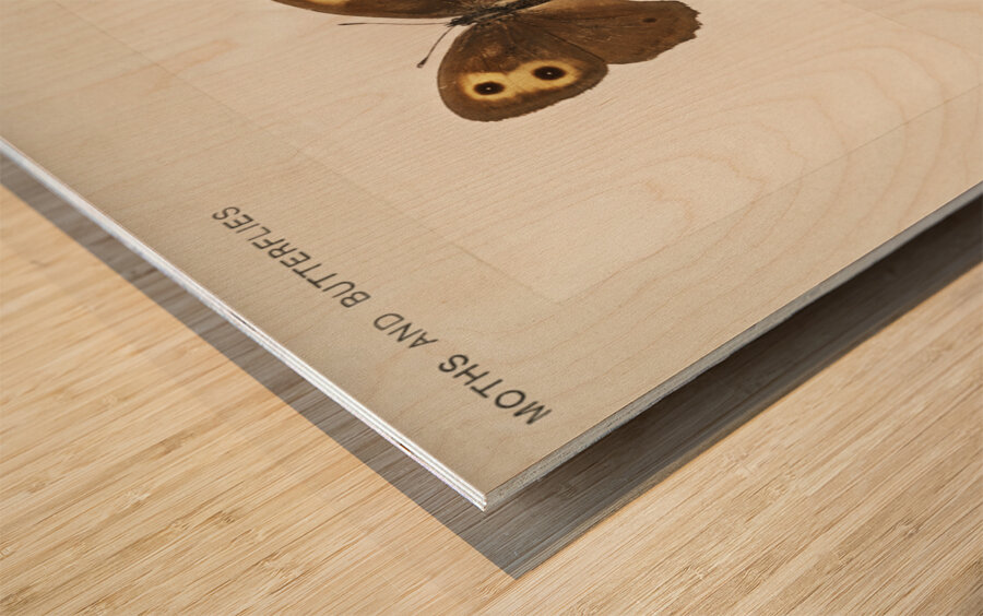 Wood-nymph Satyrus Alope from Moths and butterflies of the United States 1900 by Sherman F. Denton 1856-1937.  Wood print