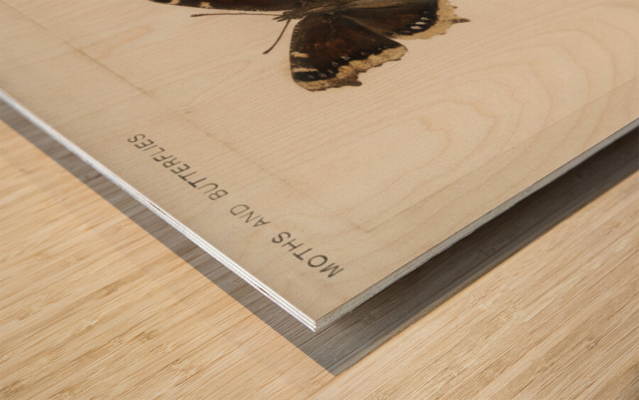 Mourning Cloak Vanessa Antiopa from Moths and butterflies of the United States 1900 by Sherman F. Denton 1856-1937.  Wood print