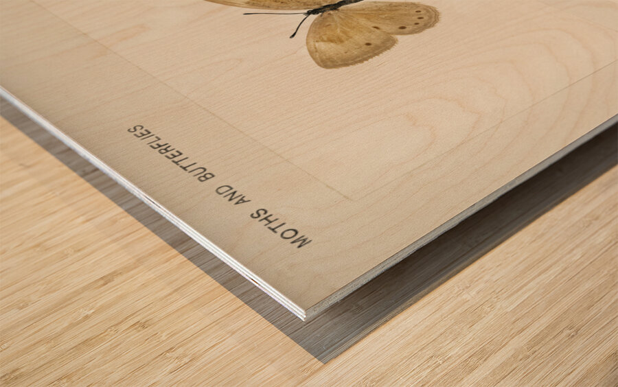 Eyed Brown Butterfly Neonympha Canthus from Moths and Butterflies of the United States 1900 by Sherman F. Denton 1856-1937.  Wood print