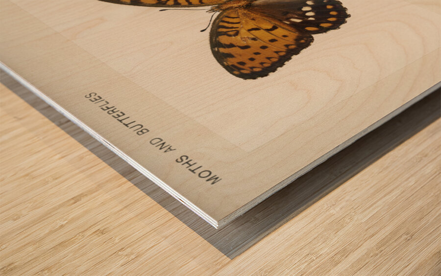 Regal Fritillary Argynnis Idalia from Moths and butterflies of the United States 1900 by Sherman F. Denton 1856-1937.  Wood print