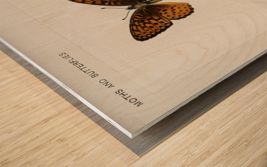 Atlantis Fritillary Argynnis Atlantis from Moths and butterflies of the United States 1900 by Sherman F. Denton 1856-1937.  Wood print