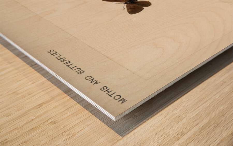 Giant Swallowtail Papilio Cresphontes from Moths and butterflies of the United States 1900 by Sherman F. Denton 1856-1937.  Wood print