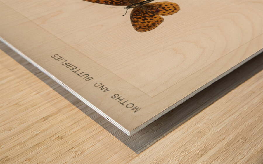 Meadow Fritillary Argynnis Bellona from Moths and butterflies of the United States 1900 by Sherman F. Denton 1856-1937.  Wood print