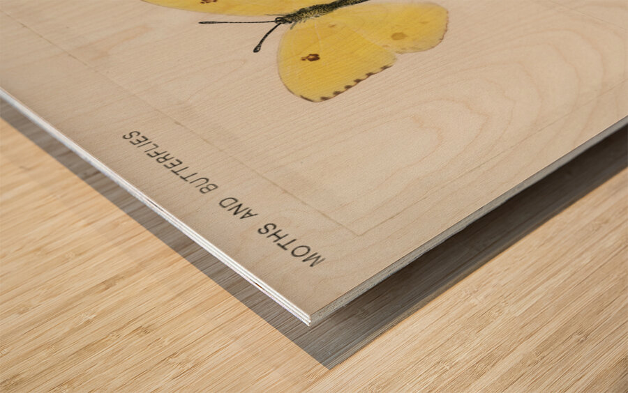 Cloudless Sulphur Callidryas Eubule from Moths and butterflies of the United States 1900 by Sherman F. Denton 1856-1937.  Wood print