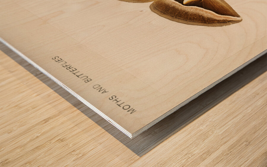 Ailanthus Silkmoth Attacus Cynthia from Moths and Butterflies of the United States 1900 by Sherman F. Denton 1856-1937.  Wood print