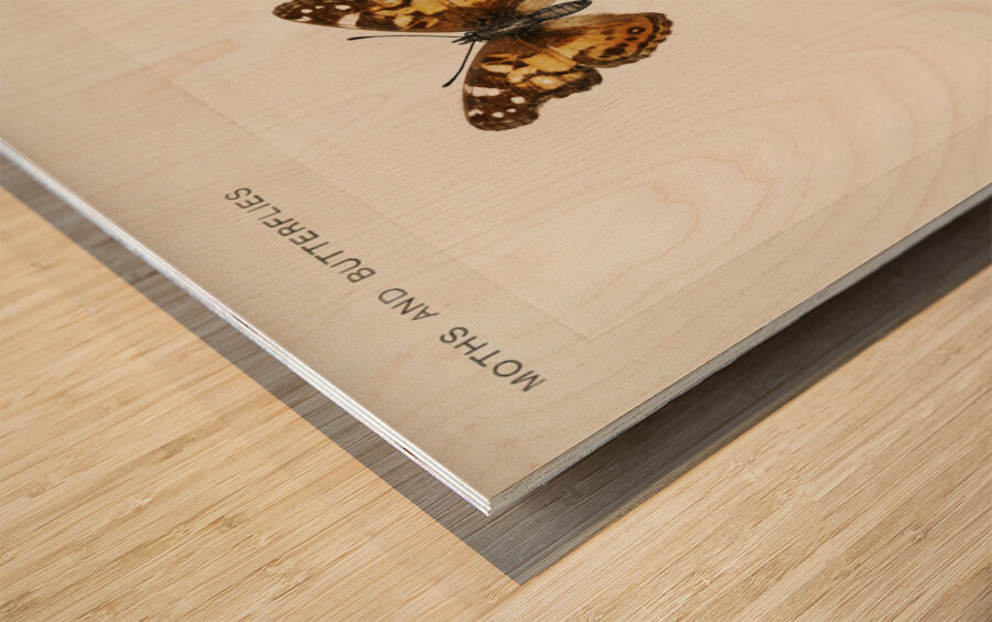 Pyrameis Huntera Brazilian painted lady from Moths and butterflies of the United States 1900 by Sherman F. Denton 1856-1937.  Wood print