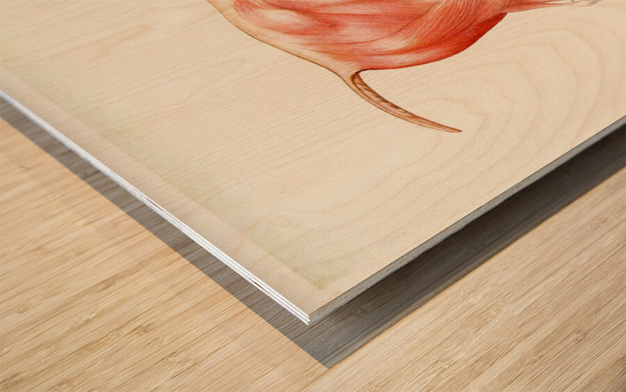 The Muscular System of the Horse Amedeo John Engel Terzi Italian 1872-1956 Wood print