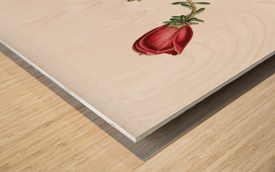 Dr. Gillies purslane from Edwards Botanical Register 1829-1847  by Sydenham Edwards John Lindley and James Ridgway. Wood print