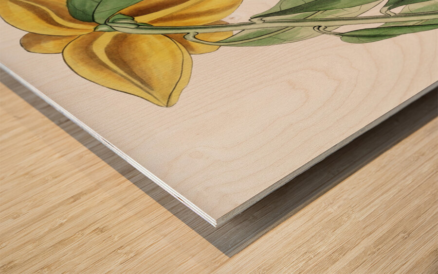 Laurel-leaved custard apple from Edwards Botanical Register 1829-1847  by Sydenham Edwards John Lindley and James Ridgway. Wood print